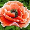 ���� Rosa, ��� - ��������� 2 ��� 2018 � ������ �****�