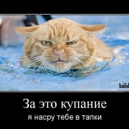 C���, ������, 65 ���