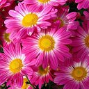 ���� �����, ������, 50 ��� - ��������� 31 ����� 2018 � ������ ���� ����������