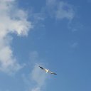 ���� ������, �������, 66 ��� - ��������� 21 ������ 2018 � ������ ���� ����������