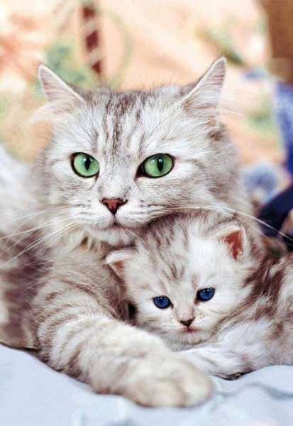 Бог создал Кошку, чтобы у человека был тигр, которого можно погладить. © Виктор Гюго - 6