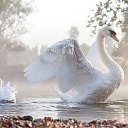  Lady!,  -  16  2017   cveti