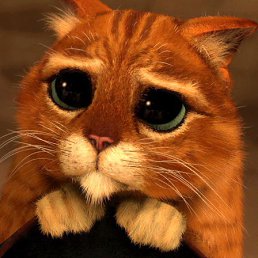 ��������, ����, 66 ���