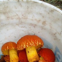 �������, ����, 40 ���