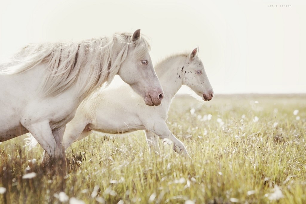 Icelandic horses - 3