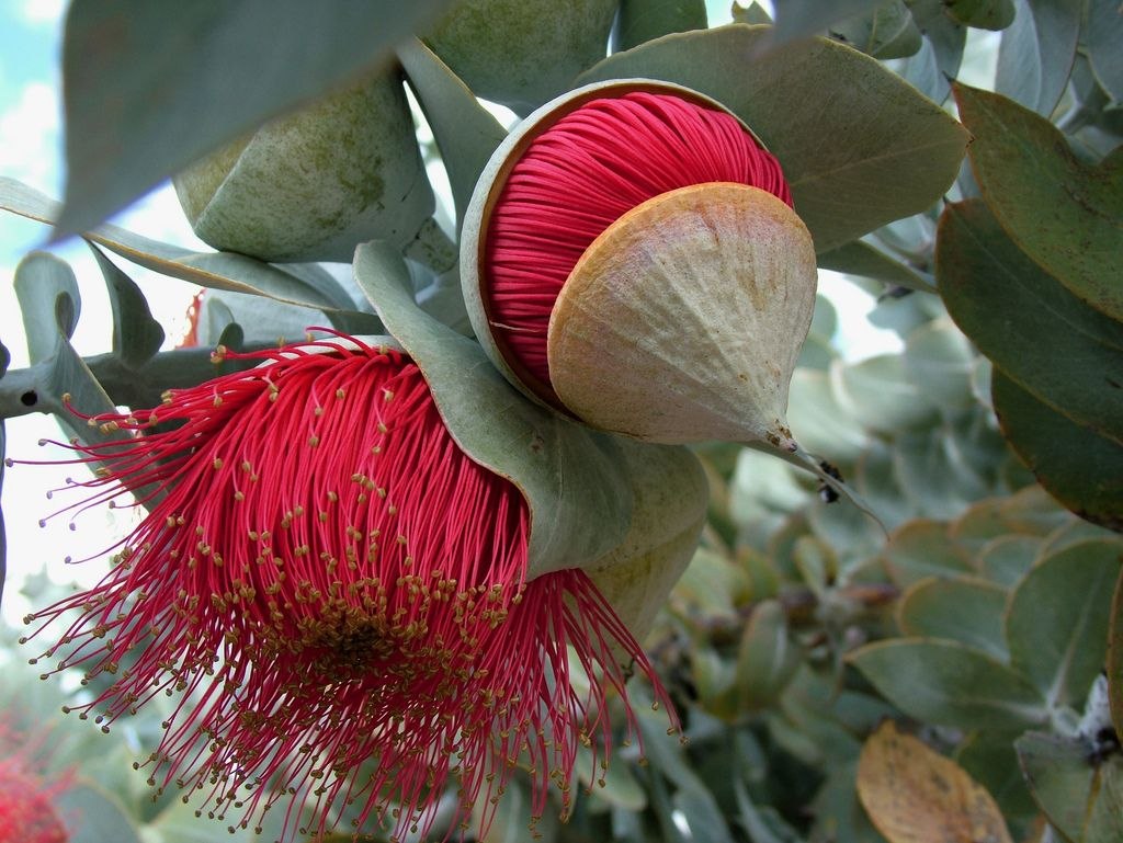  /eucalyptus macrocarpa - 4