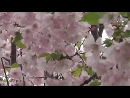 ,,����� ������� �����, ����� �� ���� ������...��� ������ ������, ��� ��������� ����...�� ����� ������� ���, �� �������� ������...�� ���, � � ���� - ����� ������ - ������...� ������� ���� - ���� ...