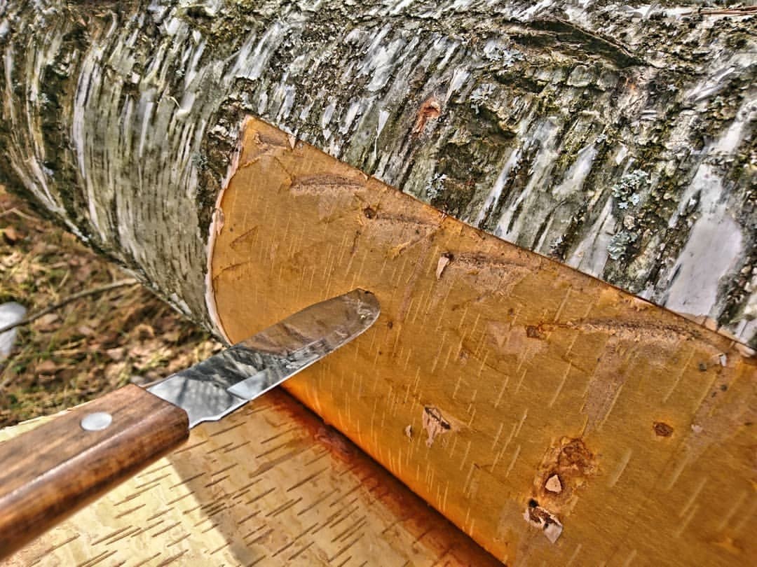 Cutting birch bark on birch tree | #river #flowers #pic #photo #photographer #macrophotography ...