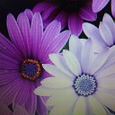  ***Oxana***, -- -  17  2018    