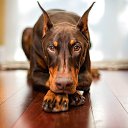 ���� ������, ��������, 49 ��� - ��������� 21 ������� 2017 � ������ ���� ����������