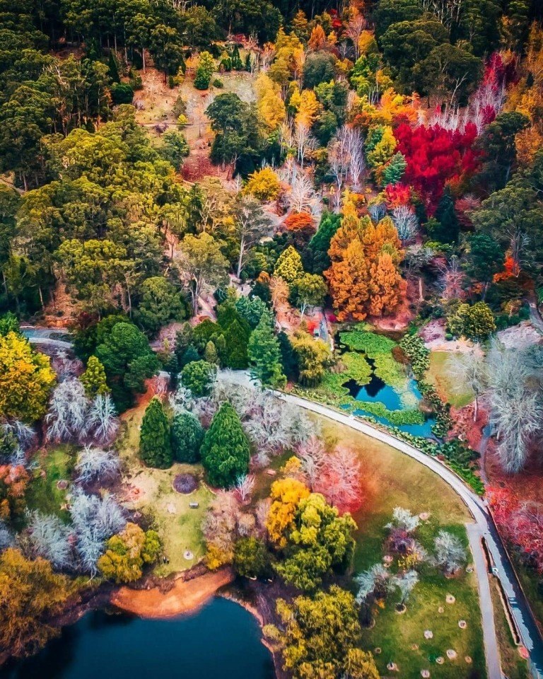   (Mount Lofty Botanical Gardens, South Australia)