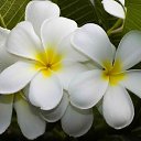 ���� ����� �., �����������, 42 ���� - ��������� 23 ������� 2017 � ������ ������ ��������