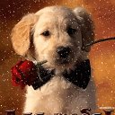 ���� Anatolie, ������ - ��������� 5 ������� 2018