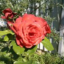 ���� �����, ������, 69 ��� - ��������� 21 ������� 2017 � ������ ���� ����������