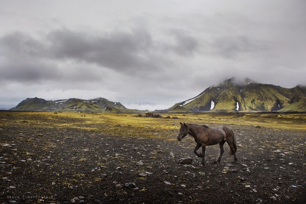 Icelandic horses - 6