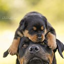 ���� Ded, ������, 59 ��� - ��������� 2 ������ 2018 � ������ ���� ����������