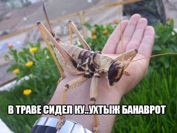 =Fox= - 16  2017  22:05