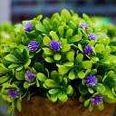  , -, 44  -  7  2017   flowers