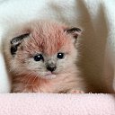 ���� Julka Cat@, ����, 26 ��� - ��������� 21 ������ 2018 � ������ ���� ����������