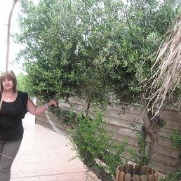 �����, �����-���������, 68 ���