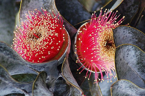  /eucalyptus macrocarpa - 3