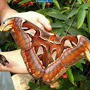  Andrey, , 52  -  15  2017    