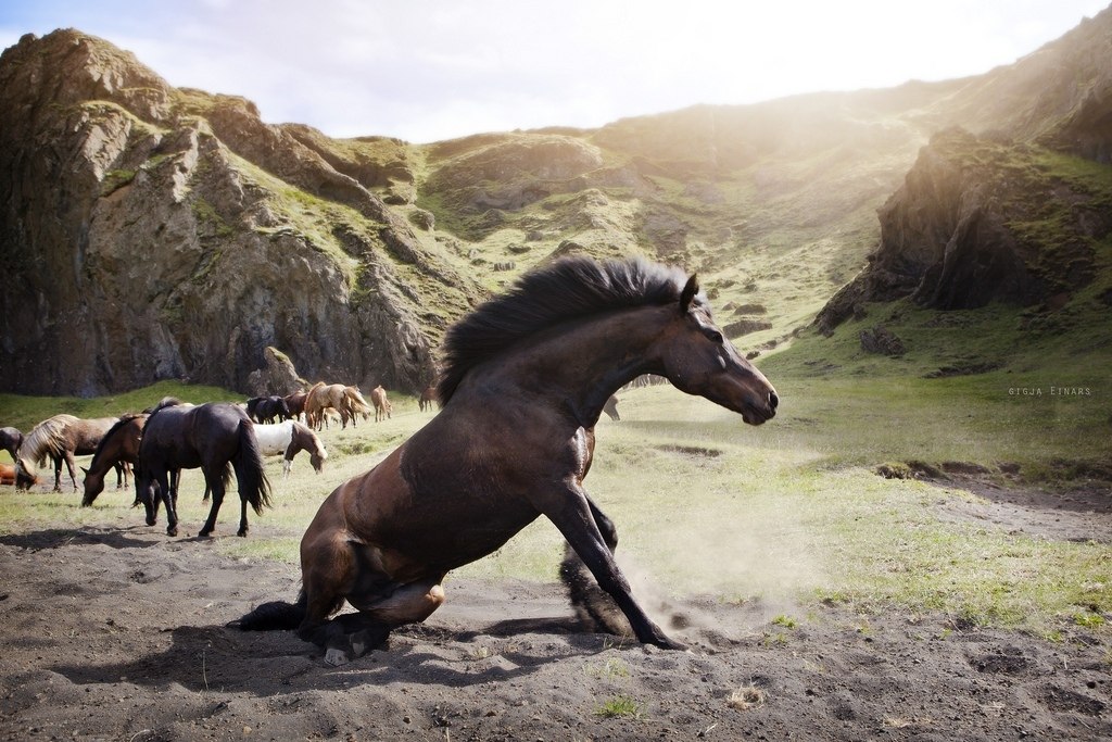 Icelandic horses