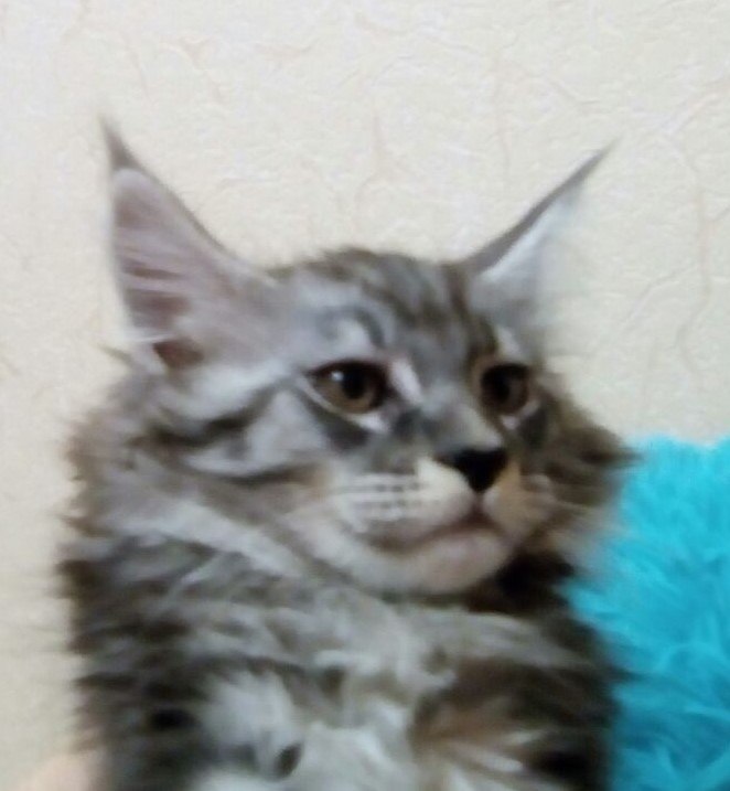  -   8   30000!!  "Bast-moon"- 14 ... - 38