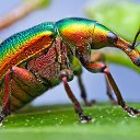  Fiat Lux,  -  12  2018    