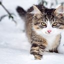 ���� ˸��, ����� - ��������� 16 ������ 2018 � ������ ���� ����������