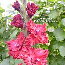 ���� �����, ������ - ��������� 13 ���� 2018 � ������ ���� ���������