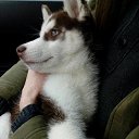 ���� ������ ��������, �����, 43 ���� - ��������� 11 ������� 2017