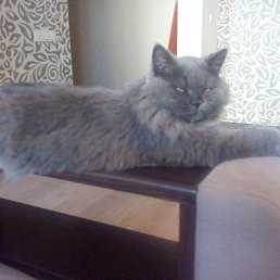 ��������, ���������, 51 ���