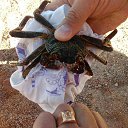 ���� �������, ��������, 65 ��� - ��������� 13 ������� 2017 � ������ ���������,�����