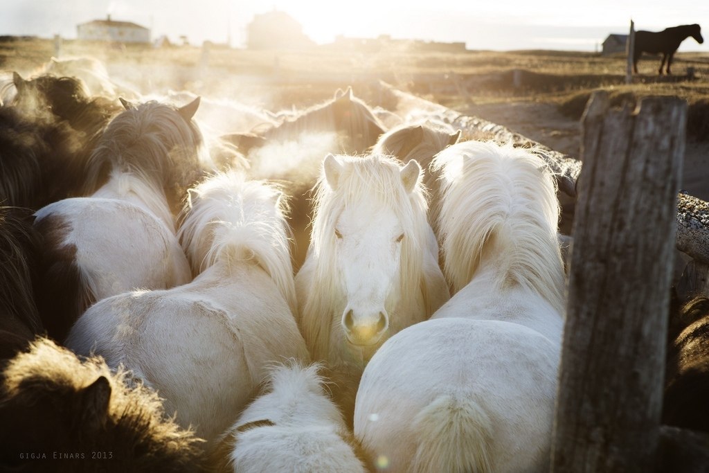 Icelandic horses - 5