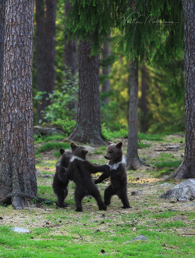 ,   ... Valtteri Mulkahainen