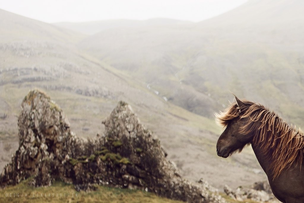 Icelandic horses - 4