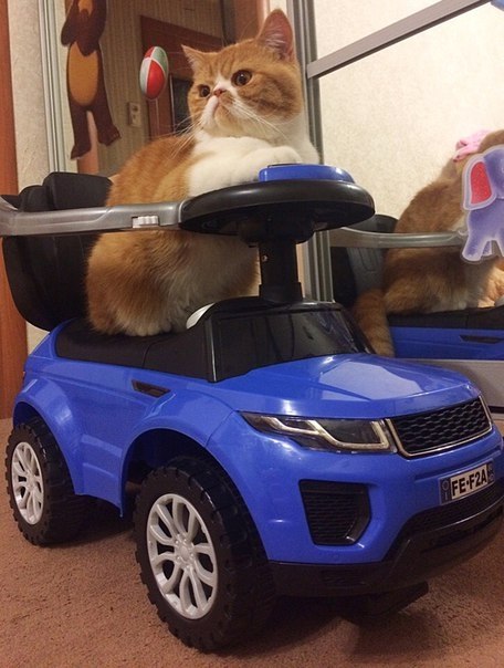       Ranger Rover