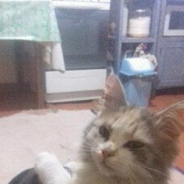 ���� ������, ���������, 45 ��� - ��������� 20 ������ 2017