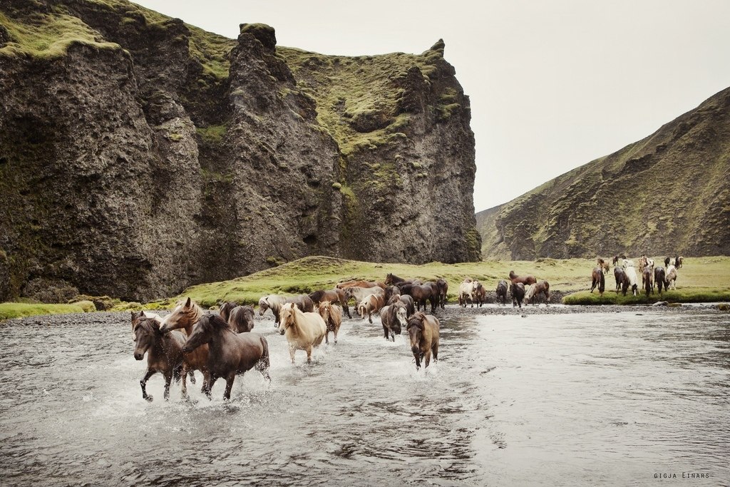 Icelandic horses - 2