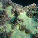 ���� Muslim, �������� - ��������� 17 ���� 2018 � ������ ���� ����������