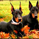 ���� Ded, ������, 59 ��� - ��������� 15 ������� 2017 � ������ ���� ����������