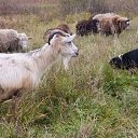  , , 60  -  27  2018     Ecce Homo ()