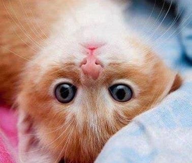 Бог создал Кошку, чтобы у человека был тигр, которого можно погладить. © Виктор Гюго - 5