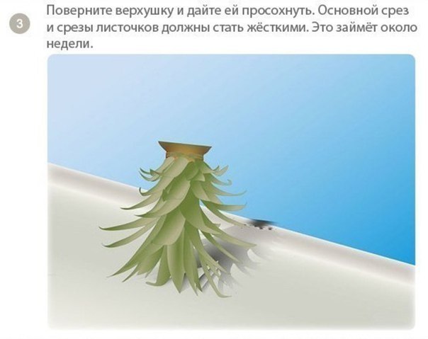      . - 3