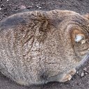 ���� ������, �����������, 40 ��� - ��������� 6 ������� 2018 � ������ ���� ����������