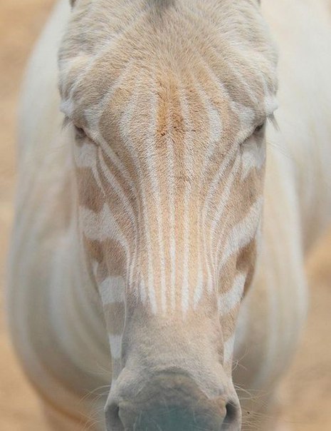  ).,    ;,    .,    ... - 4