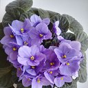 ���� ����, ������������, 55 ��� - ��������� 11 ����� 2018 � ������ ���� ����������