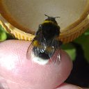  Velvad,  -  12  2018   VELVAD. BUMBLE-BEE.