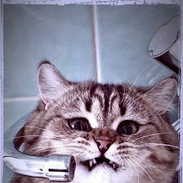 Hizepi, ������, 34 ����